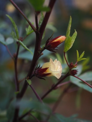 ローゼルの花 ローザのアトリエ便り