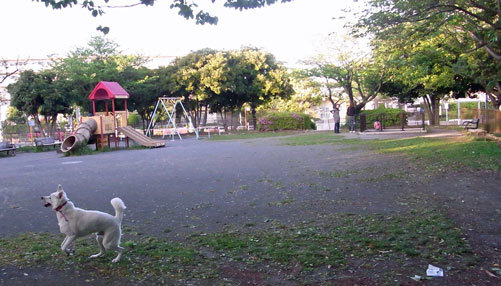 Vol 26 洋光台西公園 小太郎の白っぽい世界