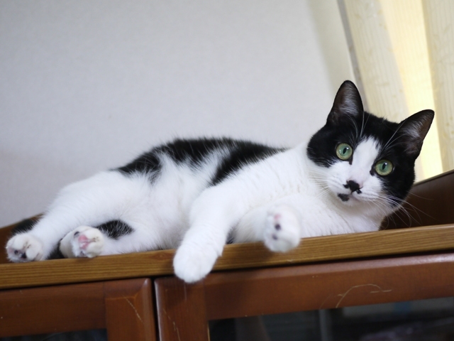 猫のお留守番 メイちゃん編。_a0143140_22464081.jpg
