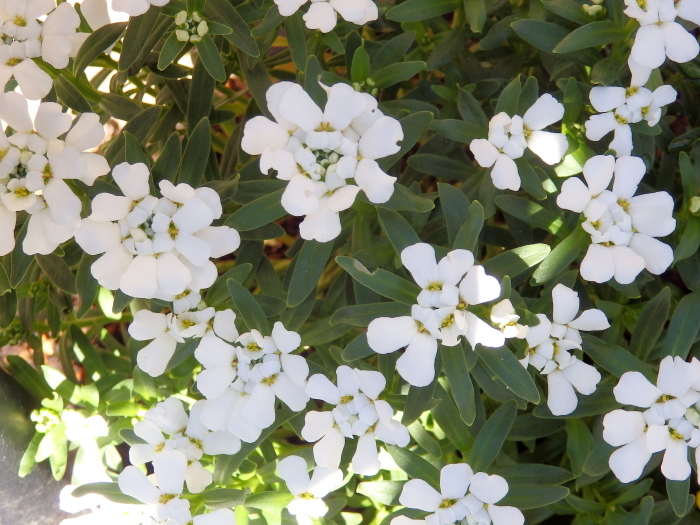 イベリア スノーサーファー 時々の花 イベリア スノーサーファー 時々の花