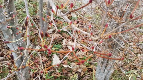 宝塚~船坂峠~一軒茶屋~油こぶし_c0218841_20555503.jpg