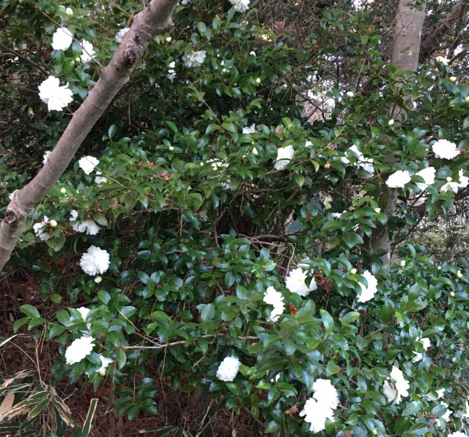 宝塚~船坂峠~一軒茶屋~油こぶし_c0218841_21135633.jpg