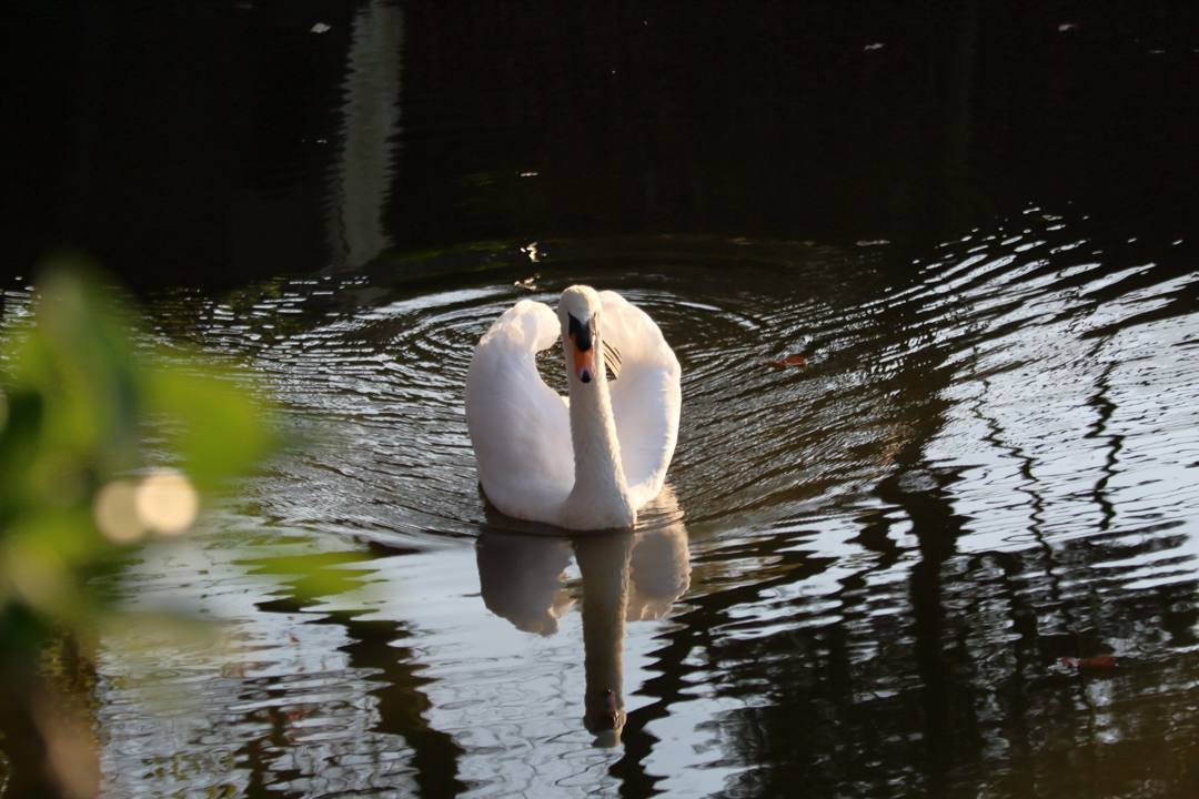 悲しき白鳥_e0403850_19493423.jpg