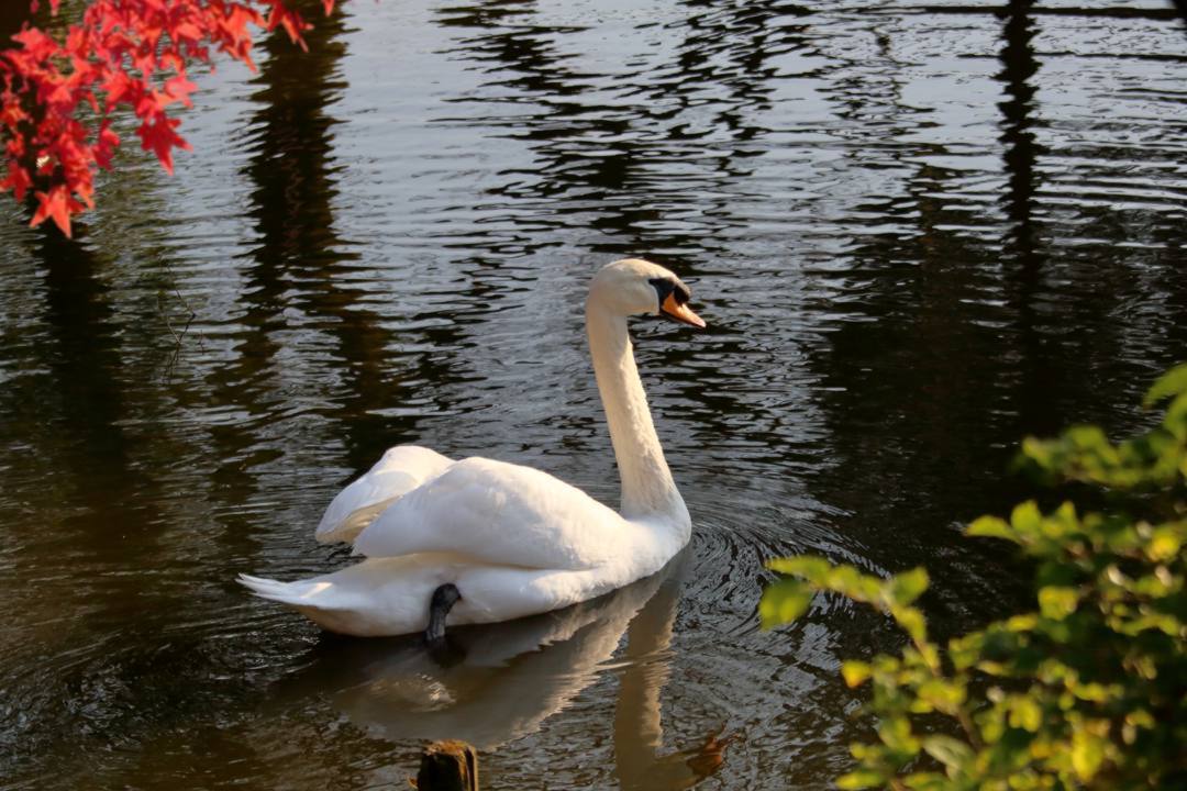 悲しき白鳥_e0403850_19493939.jpg