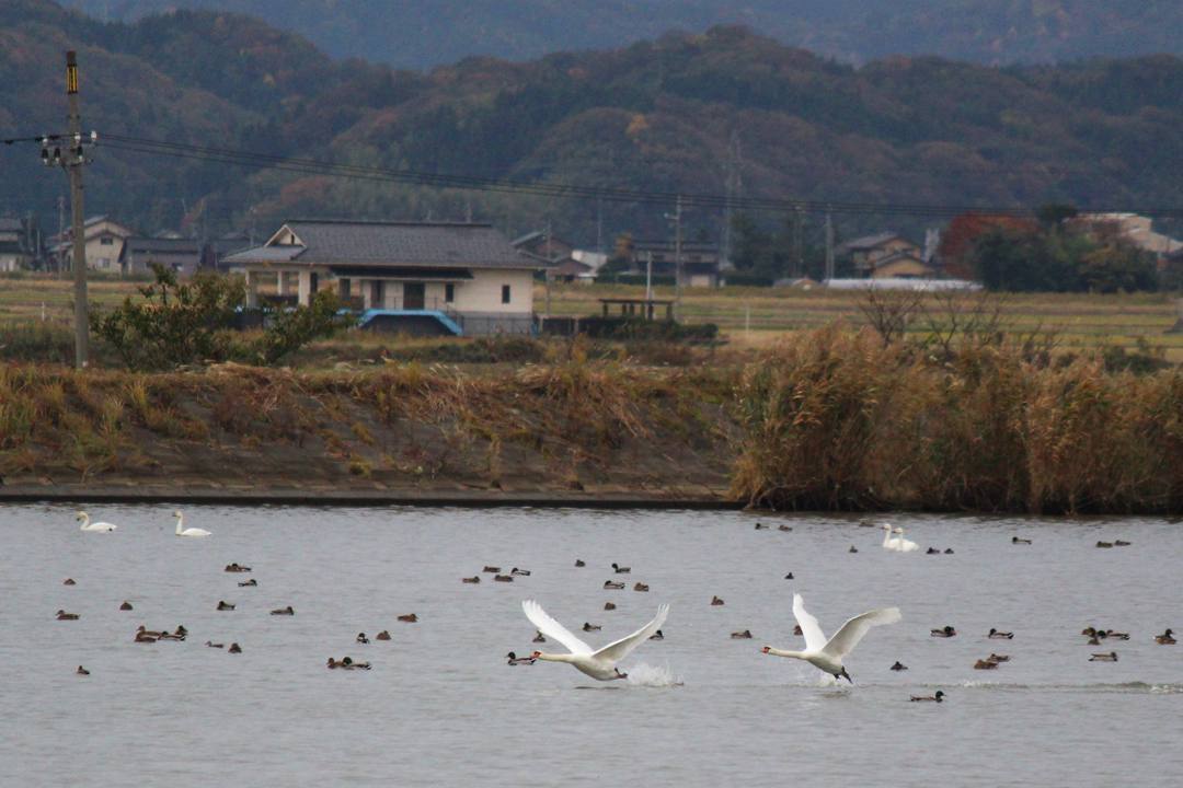 悲しき白鳥_e0403850_19505272.jpg