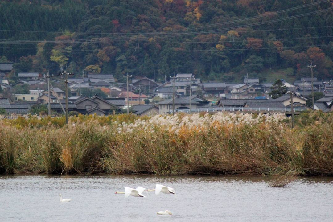 悲しき白鳥_e0403850_19513313.jpg