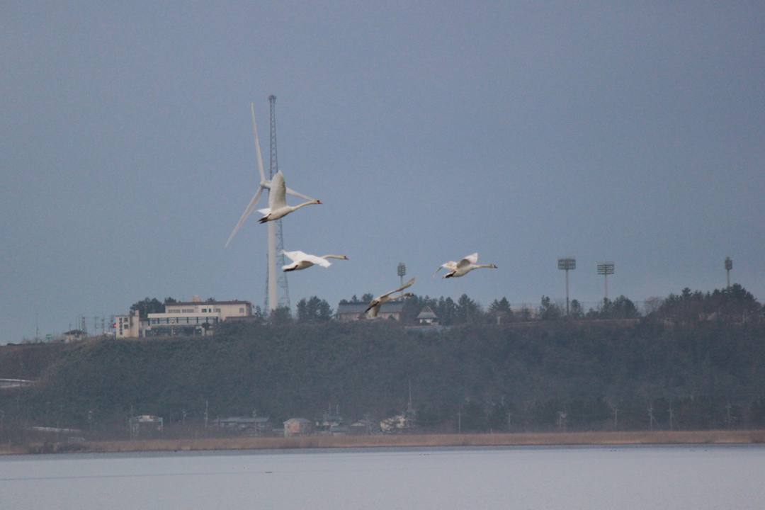 悲しき白鳥_e0403850_19540706.jpg