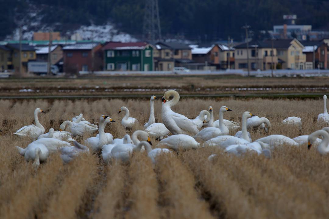悲しき白鳥_e0403850_19550620.jpg