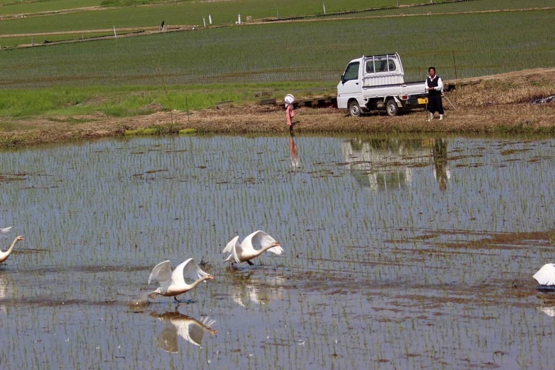 悲しき白鳥_e0403850_21103966.jpg