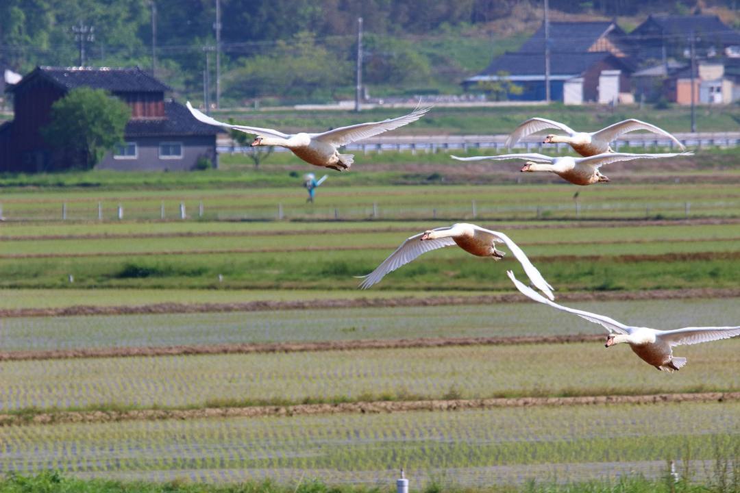悲しき白鳥_e0403850_21105231.jpg