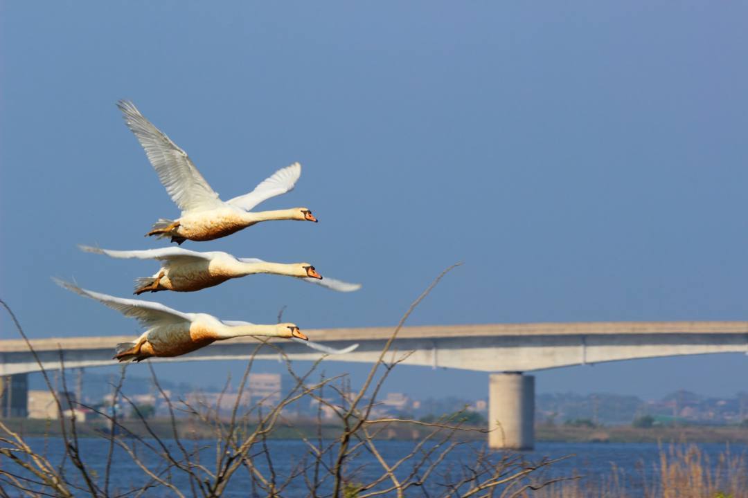 悲しき白鳥_e0403850_21105700.jpg