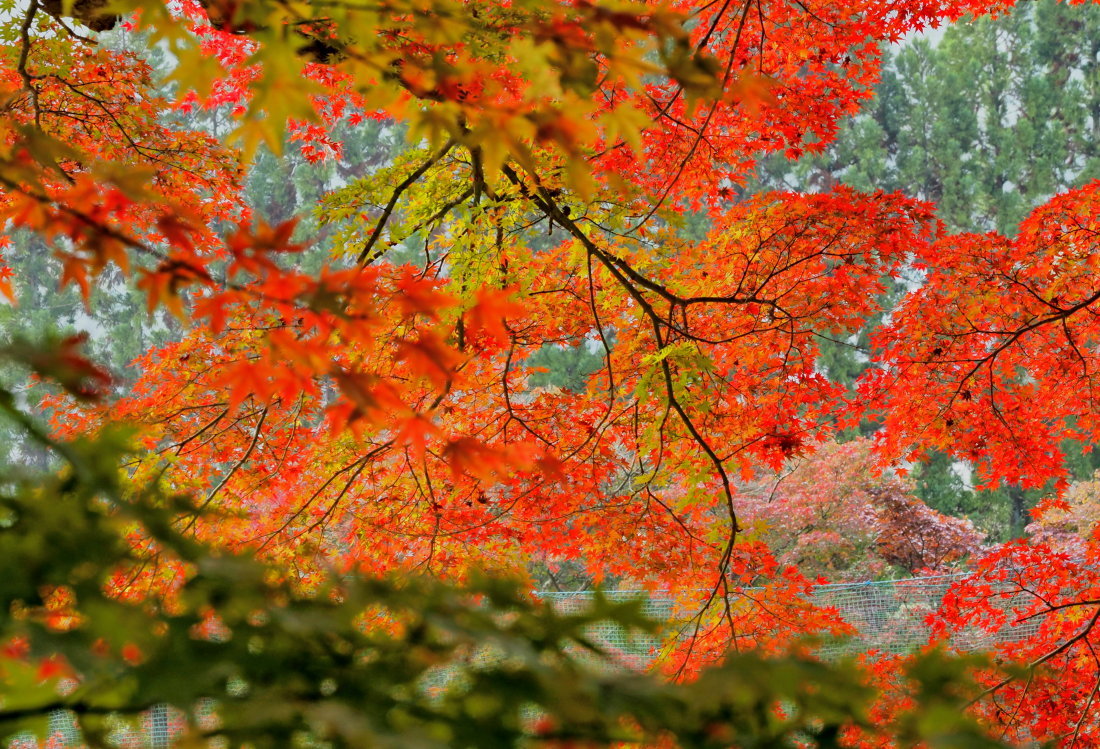 紅葉 17　　　京都府_d0286954_04575520.jpg