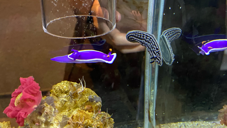 ウミウシ@鳥羽水族館_b0063958_22053337.jpg