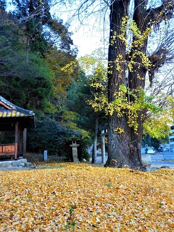 内海の大イチョウ、今が盛り_e0175370_21140051.jpg