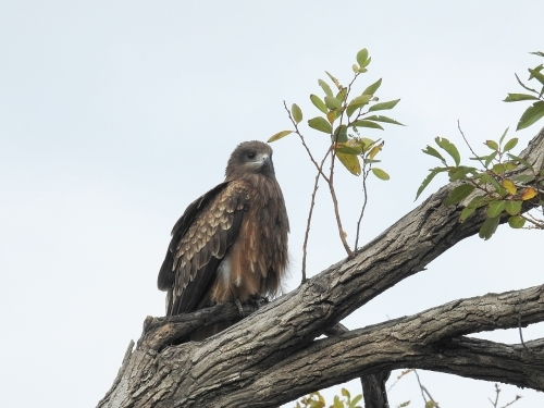 西の湖野鳥観察会_f0333178_16554947.jpg