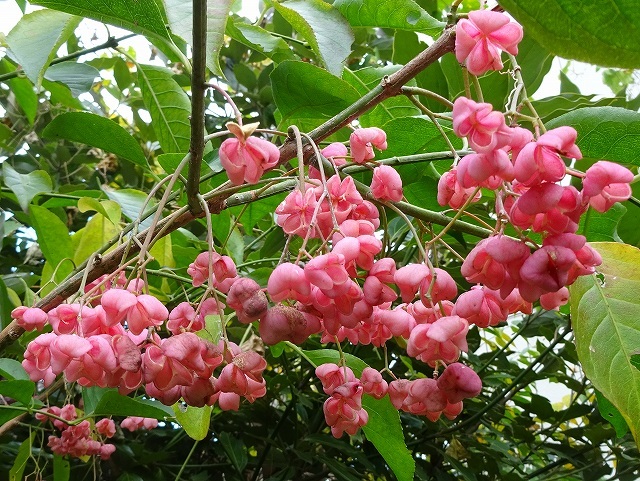 荒れ庭の花と実と三日月_d0088184_21282827.jpg