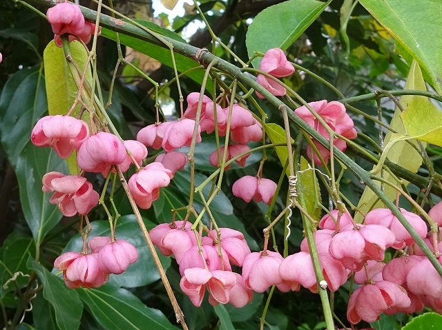 荒れ庭の花と実と三日月_d0088184_21284004.jpg