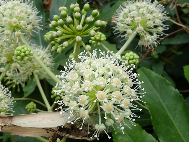 荒れ庭の花と実と三日月_d0088184_21314297.jpg