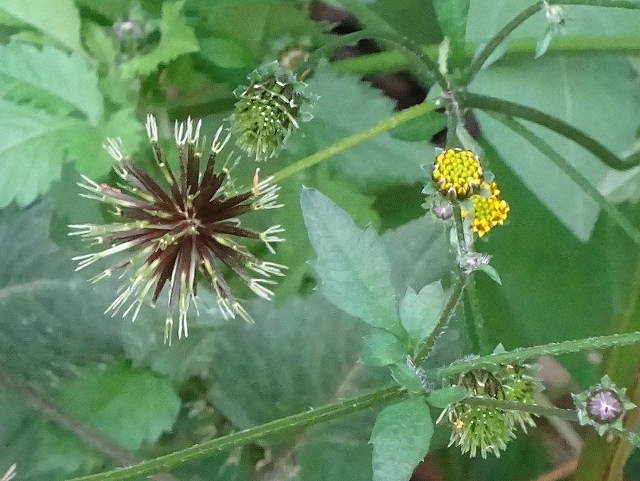 荒れ庭の花と実と三日月_d0088184_21365961.jpg