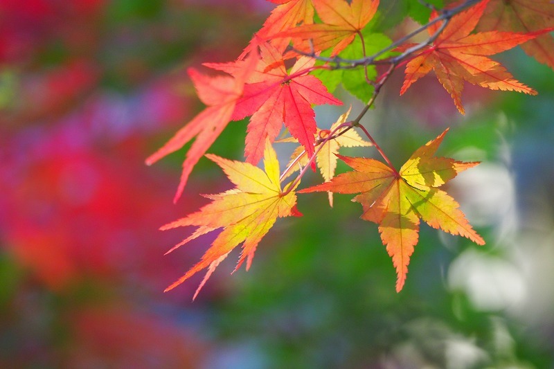 昭和記念公園の紅葉_e0348392_19070397.jpg