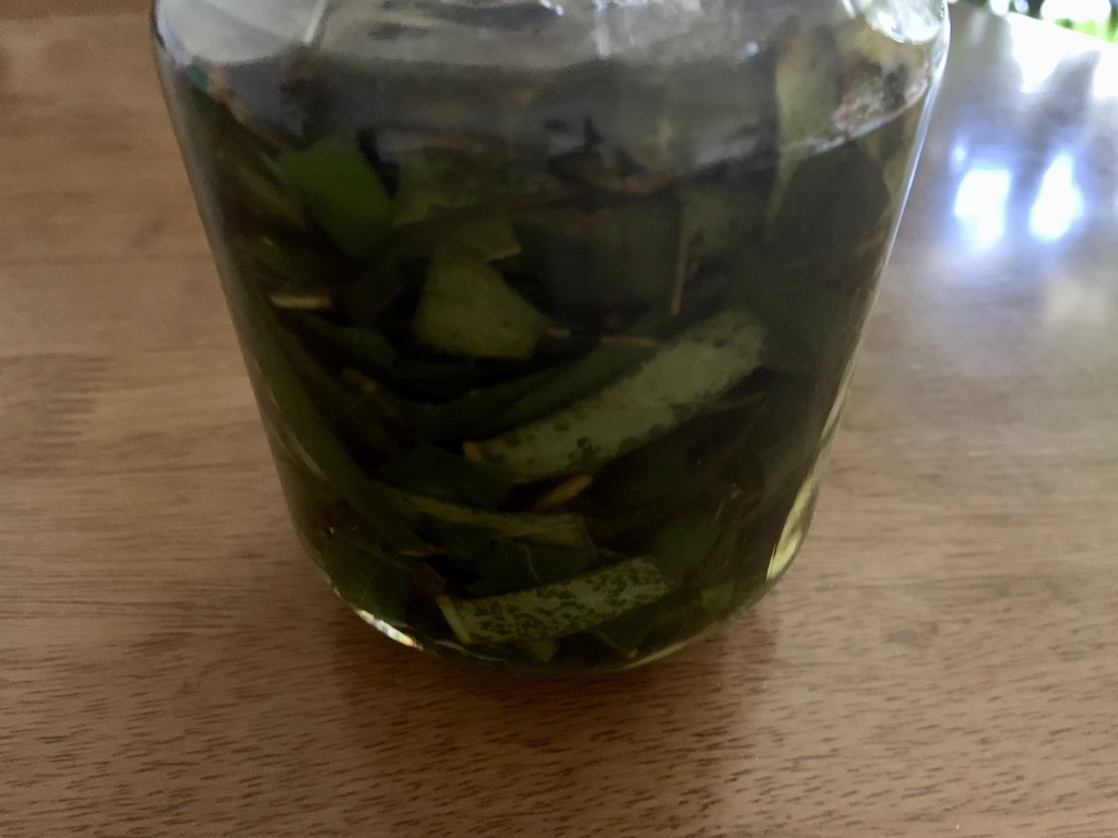 枇杷の葉茶と枇杷の葉酒_b0349795_10494780.jpeg
