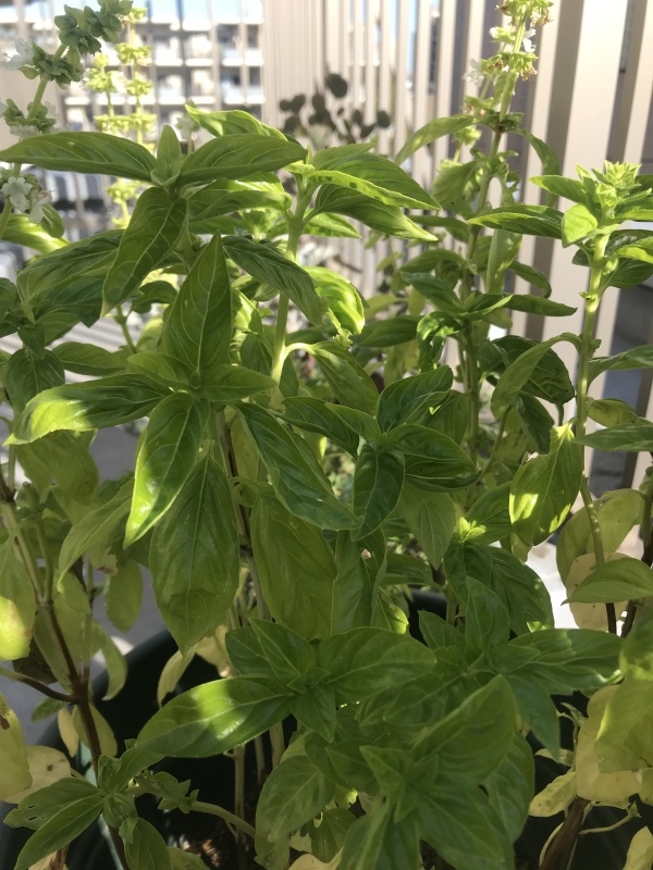 バジル石鹸_e0270098_16105185.jpeg