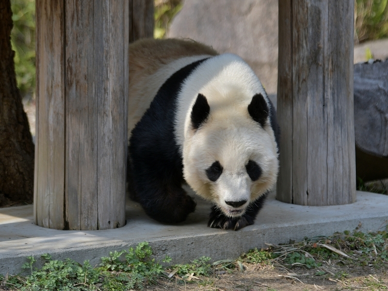 思い出せばあの日、小春日和、タンタン日和_a0164204_14142657.jpg