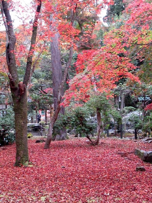 上賀茂神社　輝く紅葉_e0048413_20550359.jpg