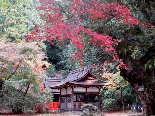 上賀茂神社　輝く紅葉_e0048413_20551432.jpg