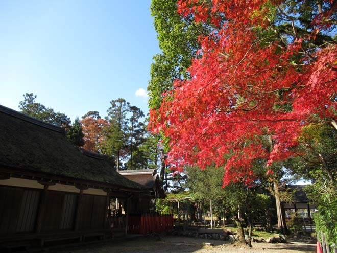 上賀茂神社　輝く紅葉_e0048413_20552556.jpg