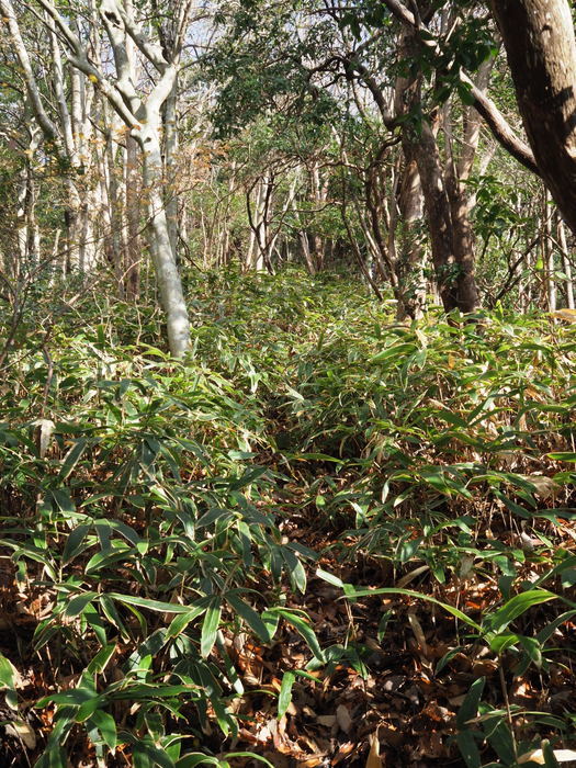 東郷山登山（沼田町吉山から）_c0116915_00020595.jpg