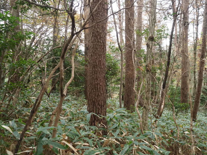 東郷山登山（沼田町吉山から）_c0116915_00163564.jpg