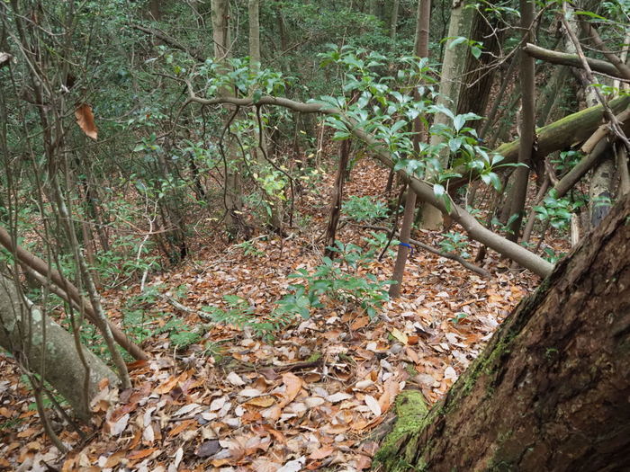 東郷山登山（沼田町吉山から）_c0116915_00183298.jpg