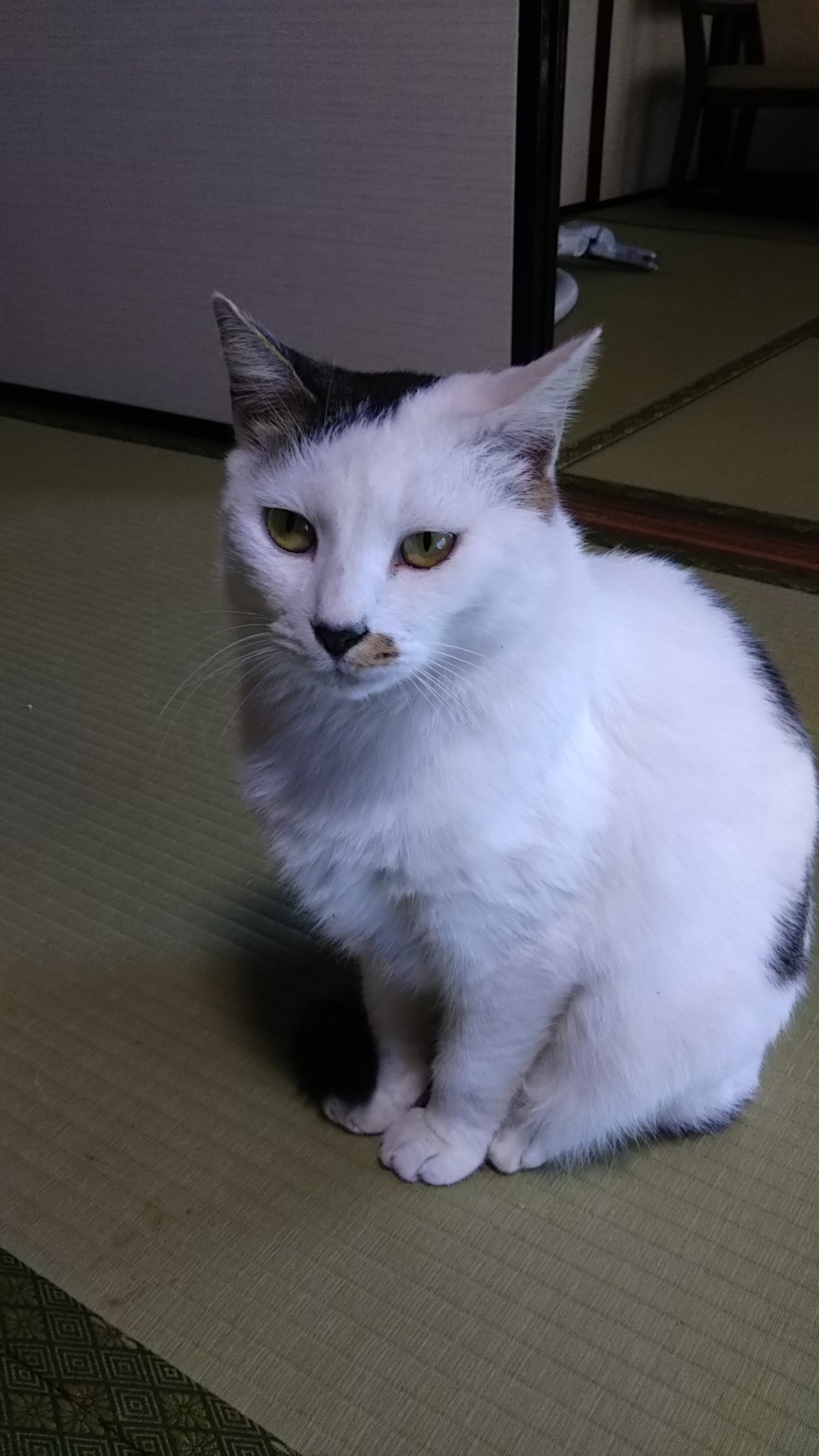 こいこいという猫_c0155326_17560159.jpg