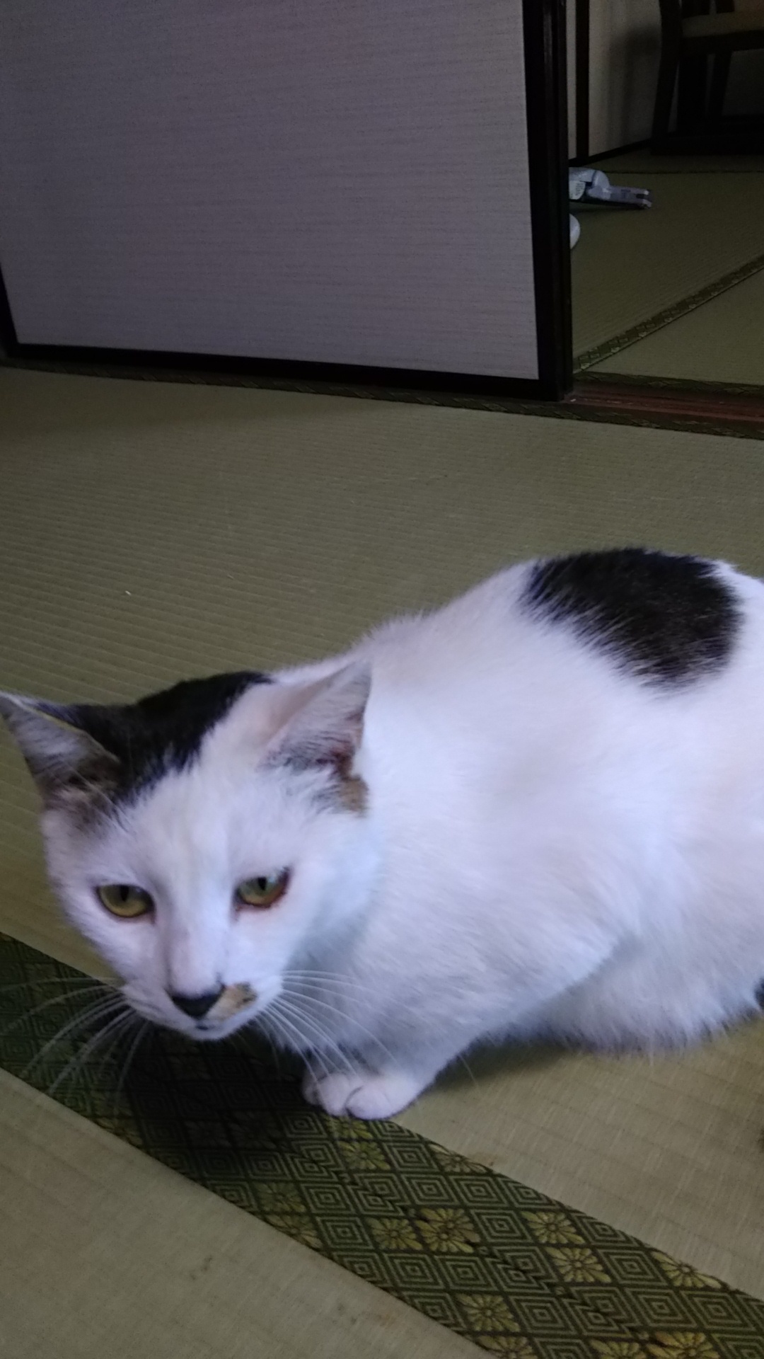 こいこいという猫_c0155326_18022646.jpg