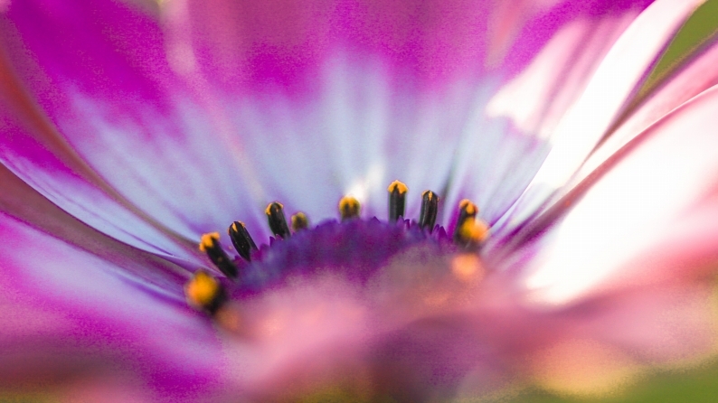 花写 020-0129_d0060435_12223173.jpg