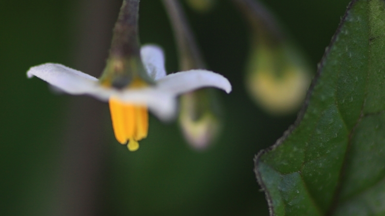 花写 020-0129_d0060435_12230698.jpg