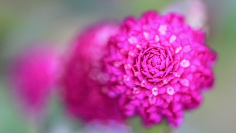 花写 020-0129_d0060435_12233531.jpg