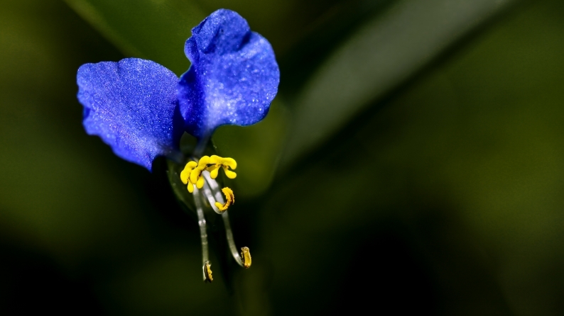 花写 020-0129_d0060435_12240425.jpg