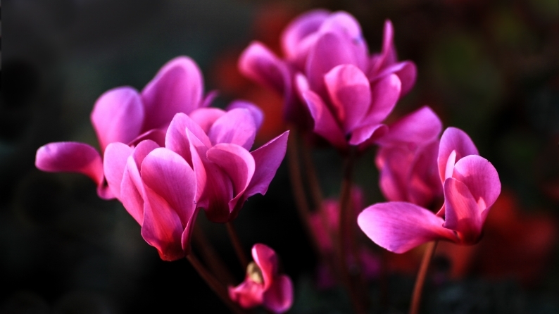 花写 020-0129_d0060435_12251086.jpg