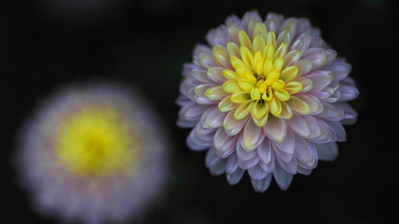 花写 020-0129_d0060435_12254832.jpg