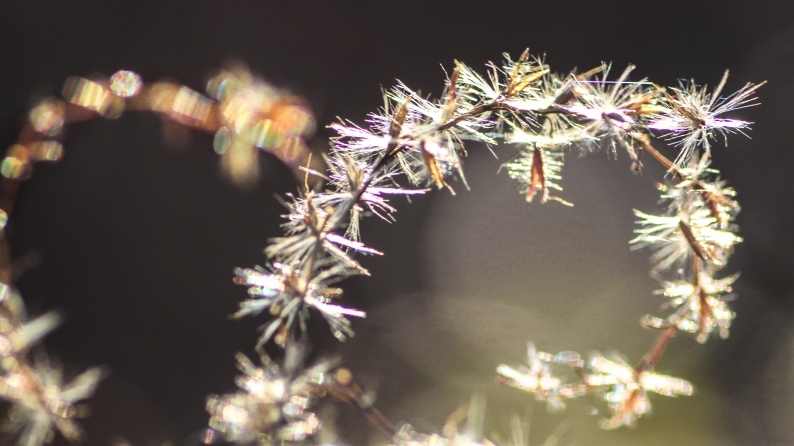 花写 020-0129_d0060435_12263364.jpg