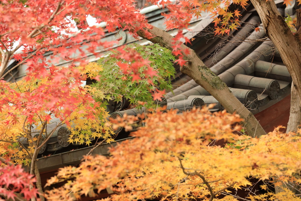 本土寺の紅葉 四季の色 Colors Of The Four Seasons