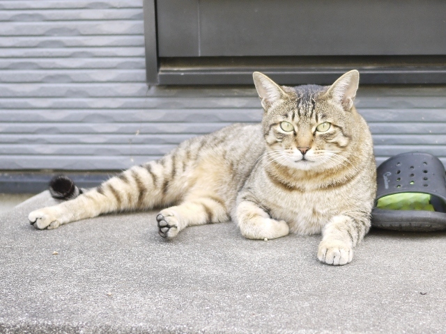 猫のお留守番 霧くん編。_a0143140_22350024.jpg
