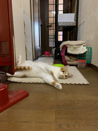 あかいしゅとーぶ_a0028451_09430298.jpg