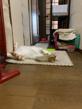あかいしゅとーぶ_a0028451_09430794.jpg