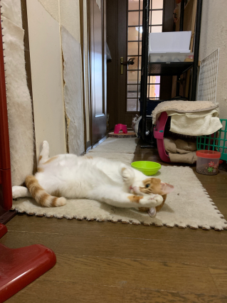 あかいしゅとーぶ_a0028451_09431186.jpg