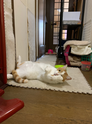 あかいしゅとーぶ_a0028451_09431729.jpg