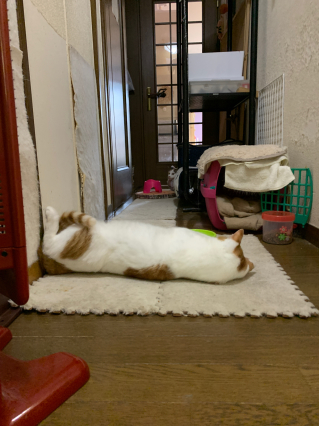 あかいしゅとーぶ_a0028451_09432114.jpg