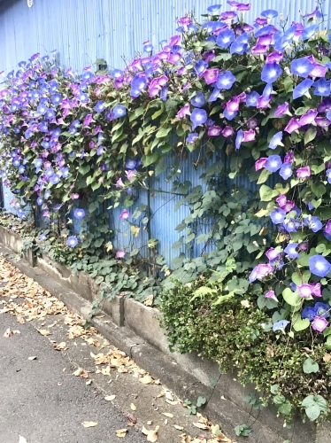 冬の始まりの色_f0352451_09492321.jpeg